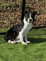 Holden, a male Boston Terrier and French Bulldog for sale in Azle, TX – Photo 3 of 3