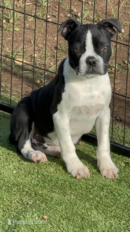 Holden – Boston Terrier, French Bulldog puppy for sale in Azle, TX