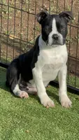 Holden, a male Boston Terrier and French Bulldog for sale in Azle, TX – Photo 1 of 3