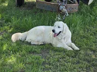 Paris, a female English Cream Golden Retriever for sale in Azle, TX – 7 of 7
