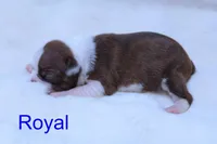 Royal, a male Boston Terrier for sale in Azle, TX – 3 of 4