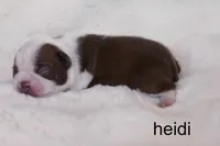 Heidi — Female Red/White Boston Terrier, a female Boston Terrier for sale in Azle, TX – 3 of 5