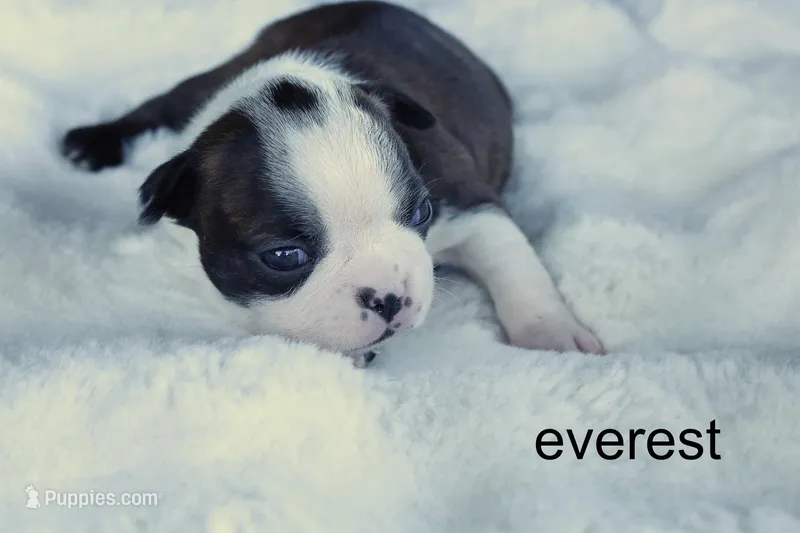 Everest – Handsome Brindle Boy – Boston Terrier puppy for sale in Azle, TX