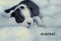 Everest – Handsome Brindle Boy, a male Boston Terrier for sale in Azle, TX – 1 of 4
