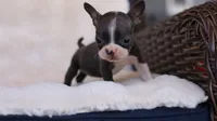 Sky - ACA, DNA Tested, a female Boston Terrier for sale in Azle, TX – 3 of 5