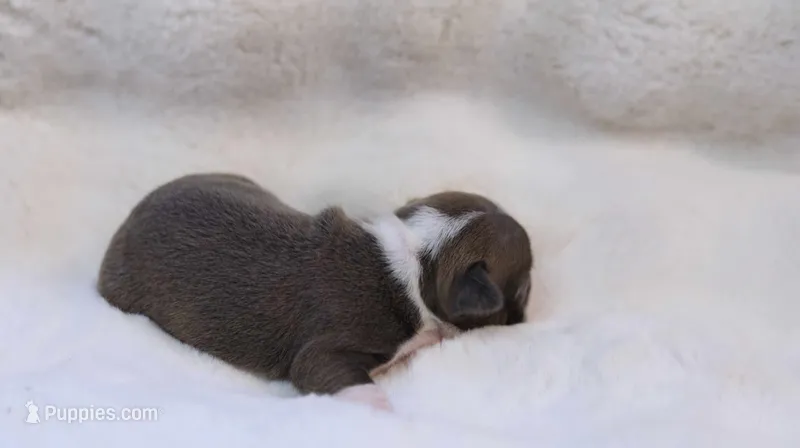 Sapphire – Boston Terrier puppy for sale in Azle, TX