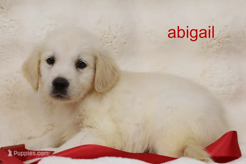 Abigail | AKC English Cream Golden Retriever, Dog Door Trained – English Cream Golden Retriever puppy for sale in Azle, TX
