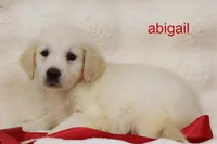Abigail | AKC English Cream Golden Retriever, Dog Door Trained, a female English Cream Golden Retriever for sale in Azle, TX – 1 of 4