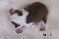 Heidi — Female Red/White Boston Terrier, a female Boston Terrier for sale in Azle, TX – 4 of 5