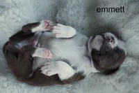 Emmett – Red & White Heartthrob, a male Boston Terrier for sale in Azle, TX – 2 of 4