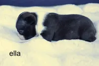 Ella – Seal & White Beauty, a female Boston Terrier for sale in Azle, TX – 2 of 4