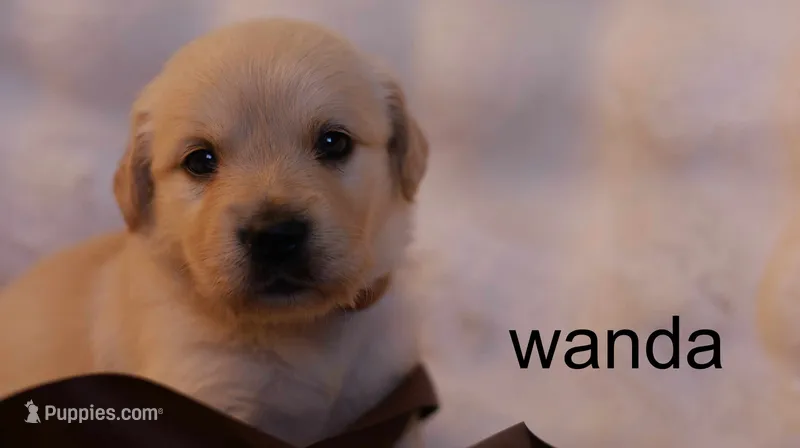 Wanda - AKC, Microchipped, DNA Tested – Golden Retriever puppy for sale in Azle, TX