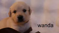 Wanda - AKC, Microchipped, DNA Tested, a female Golden Retriever for sale in Azle, TX – 1 of 5