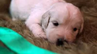 Theo - AKC English Cream, DNA Tested Parents, a male English Cream Golden Retriever for sale in Azle, TX – 1 of 4