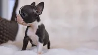 Sky - ACA, DNA Tested, a female Boston Terrier for sale in Azle, TX – 4 of 5