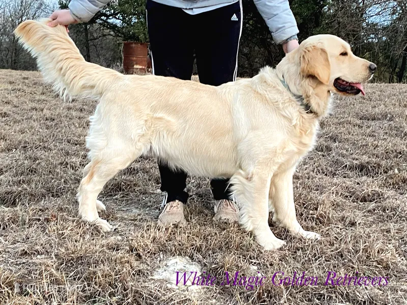 RW Girl 1 – Golden Retriever puppy for sale in Azle, TX