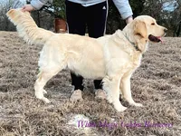 RW Girl 1, a  Golden Retriever for sale in Azle, TX – 1 of 2