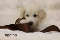 Agatha | AKC English Cream Golden Retriever, Handled Daily, a female English Cream Golden Retriever for sale in Azle, TX – 2 of 2