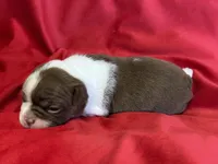 Mackenzie, a female Boston Terrier for sale in Azle, TX – Photo 5 of 6