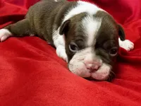 Mackenzie, a female Boston Terrier for sale in Azle, TX – Photo 3 of 6