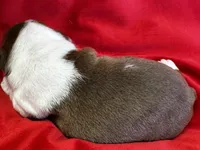 Mackenzie, a female Boston Terrier for sale in Azle, TX – Photo 1 of 6