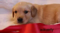 Waverly - AKC, Microchipped, DNA Tested, a female Golden Retriever for sale in Azle, TX – 2 of 7