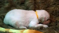 Tara, a female English Cream Golden Retriever for sale in Azle, TX – 3 of 5