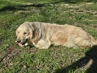 Priscilla , a female English Cream Golden Retriever for sale in Azle, TX – 9 of 10