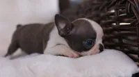 Sawyer - ACA, DNA Tested, a male Boston Terrier for sale in Azle, TX – 5 of 5