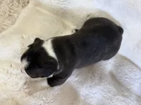 Onyx, a male Boston Terrier for sale in Azle, TX – 3 of 5
