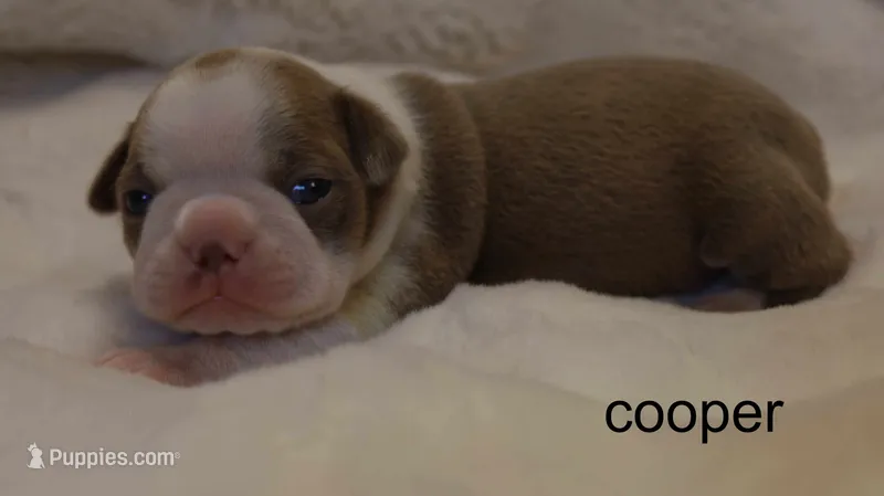 Cooper – Champagne & White Cutie – Boston Terrier puppy for sale in Azle, TX