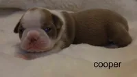 Cooper – Champagne & White Cutie, a male Boston Terrier for sale in Azle, TX – 1 of 4