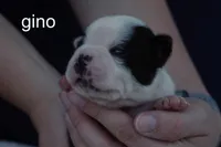 Gino — Male, black and white, a male Boston Terrier for sale in Azle, TX – 3 of 3