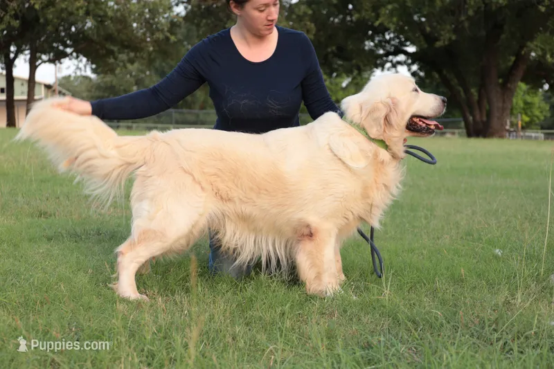 Boy 2 – English Cream Golden Retriever puppy for sale in Azle, TX