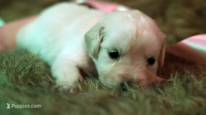 Talia – English Cream Golden Retriever puppy for sale in Azle, TX