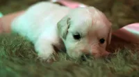 Talia, a female English Cream Golden Retriever for sale in Azle, TX – 1 of 4