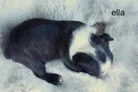 Ella – Seal & White Beauty, a female Boston Terrier for sale in Azle, TX – 3 of 4