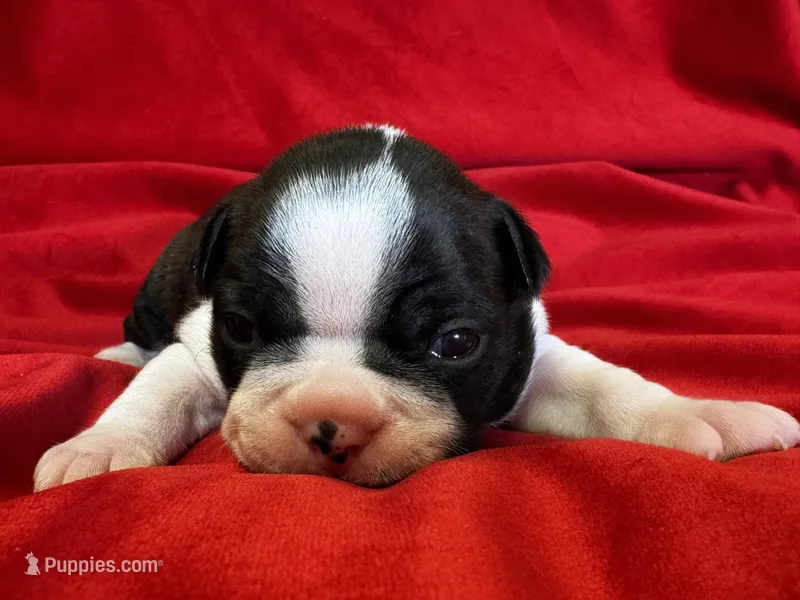 Mason – Boston Terrier puppy for sale in Azle, TX