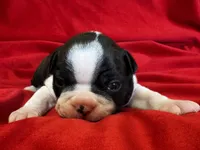 Mason, a male Boston Terrier for sale in Azle, TX – Photo 1 of 6
