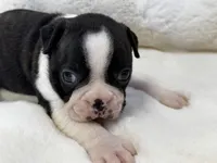 Mason, a male Boston Terrier for sale in Azle, TX – 5 of 5