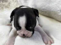 Mason, a male Boston Terrier for sale in Azle, TX – 4 of 5