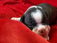 Mason, a male Boston Terrier for sale in Azle, TX – Photo 3 of 6