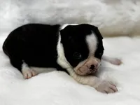 Mason, a male Boston Terrier for sale in Azle, TX – 2 of 5