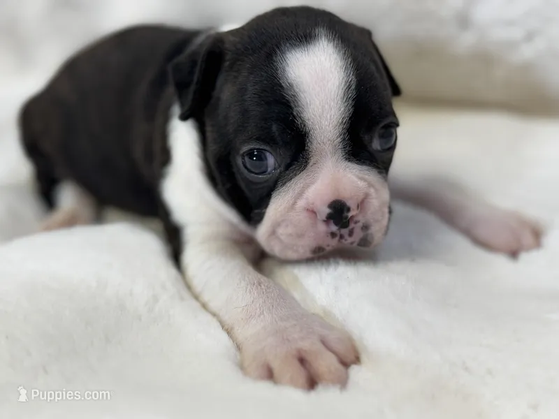 Mason – Boston Terrier puppy for sale in Azle, TX