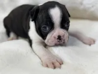 Mason, a male Boston Terrier for sale in Azle, TX – 1 of 5