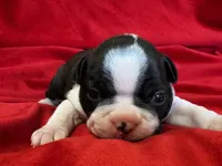Mason, a male Boston Terrier for sale in Azle, TX – Photo 4 of 6