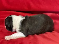 Mason, a male Boston Terrier for sale in Azle, TX – Photo 5 of 6