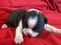 Mason, a male Boston Terrier for sale in Azle, TX – Photo 2 of 6