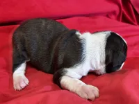 Mason, a male Boston Terrier for sale in Azle, TX – Photo 6 of 6