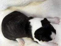 Mason, a male Boston Terrier for sale in Azle, TX – 3 of 5